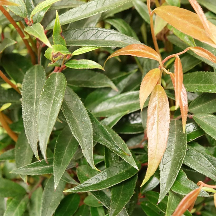 Leucothoe keiskei Burning Love (Feuillage)
