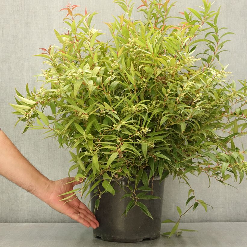 Spécimen de Leucothoe keiskei Burning Love Pot de 7,5L/10L tel que livré en été