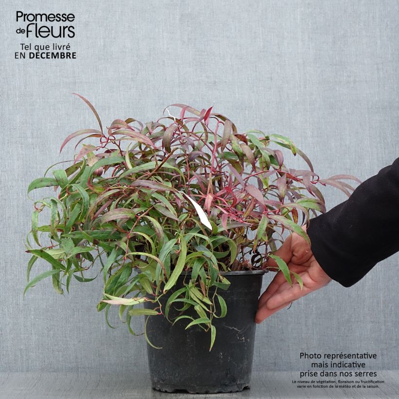 Spécimen de Leucothoe keiskei Halloween Pot de 4L/5L tel que livré en automne