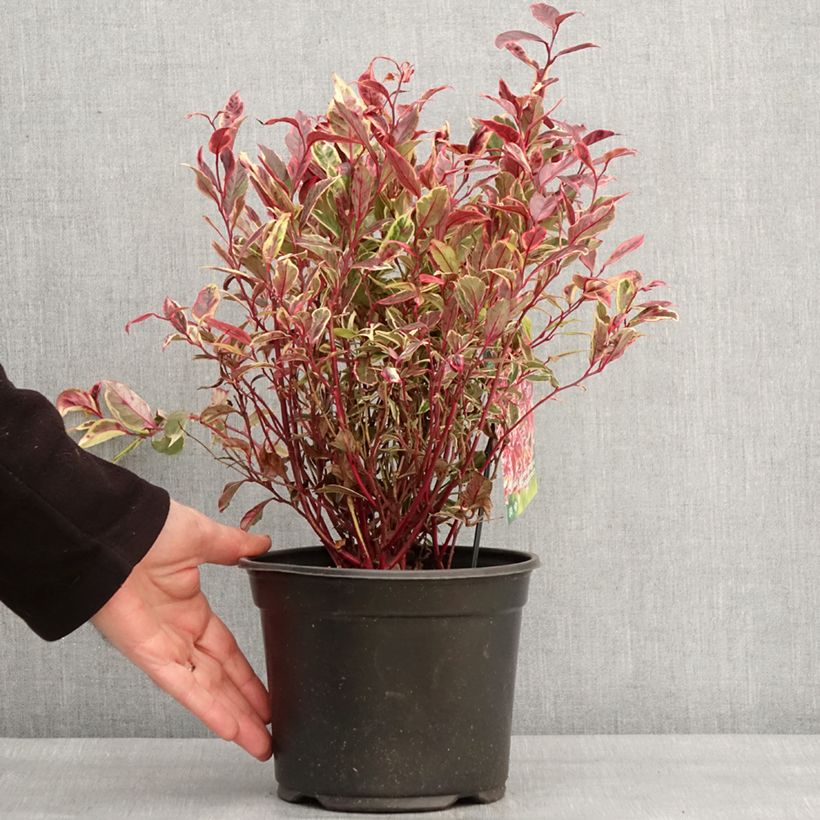 Spécimen de Leucothoe walteri Firestar Pot de 2L/3L tel que livré en hiver