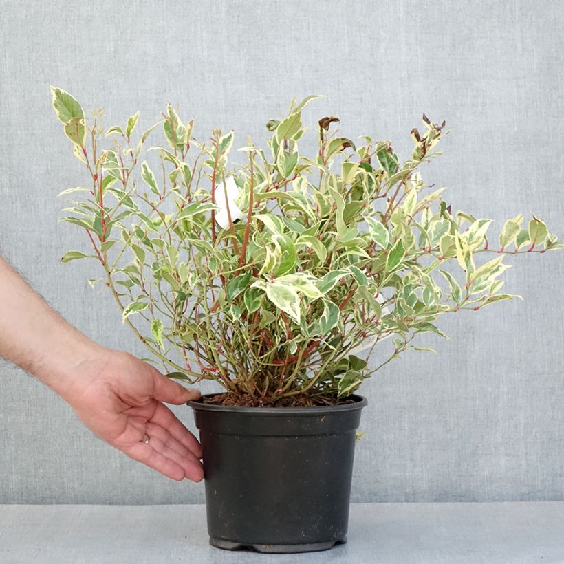 Leucothoe walteri Firestar Maceta 2L/3L Ejemplar entregado en la primavera