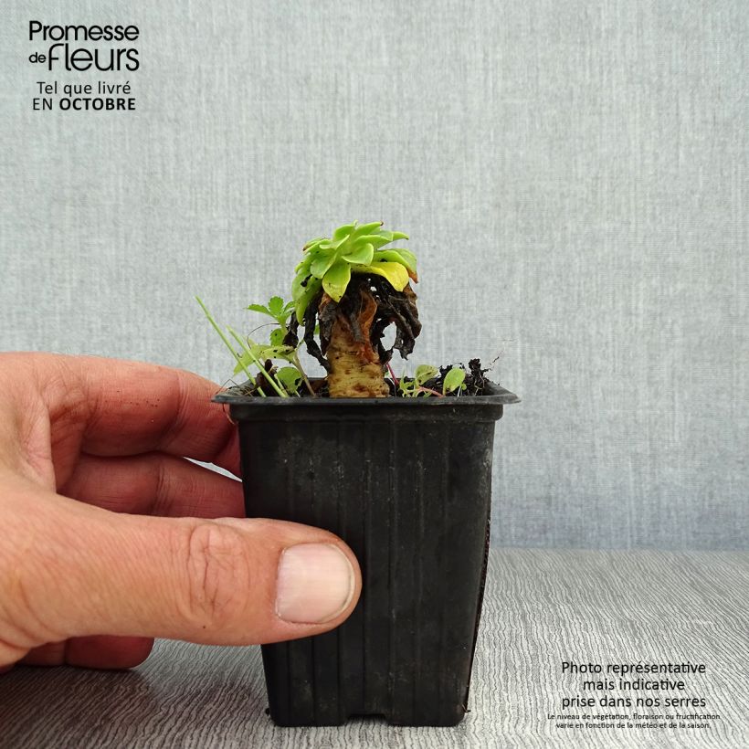 Spécimen de Lewisia cotyledon en mélange Godet de 7/8 cm tel que livré en automne
