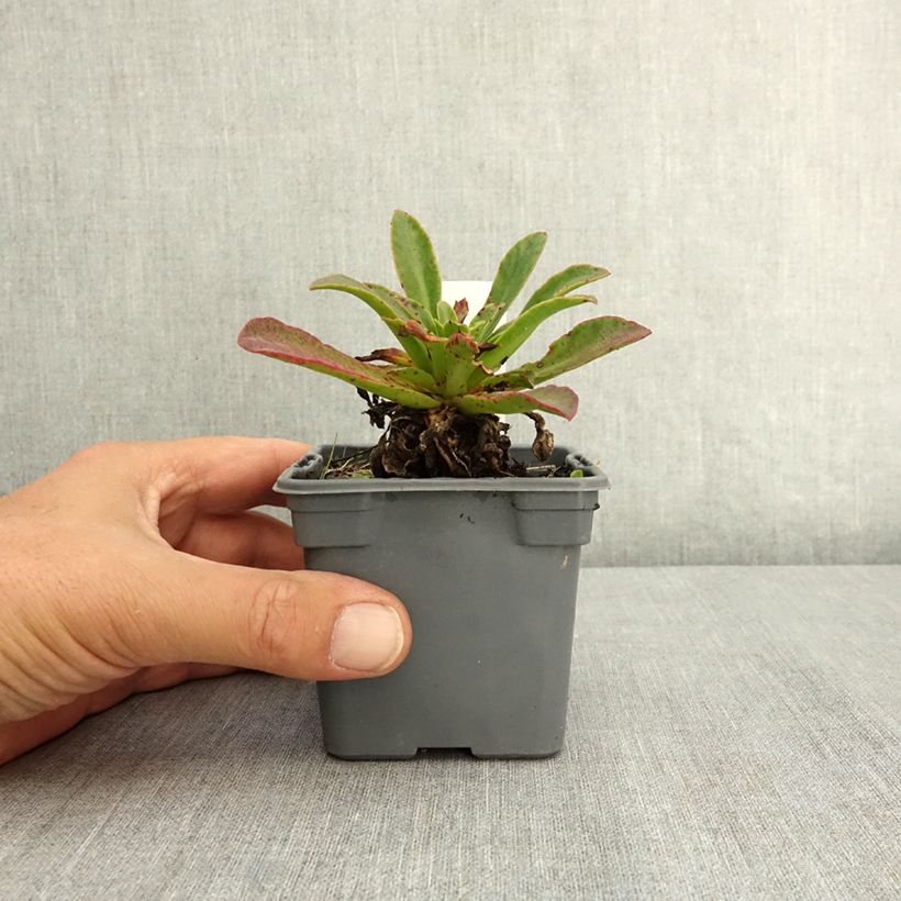 Spécimen de Lewisia Safira Tropic Pink Godet de 8/9 cm tel que livré en été