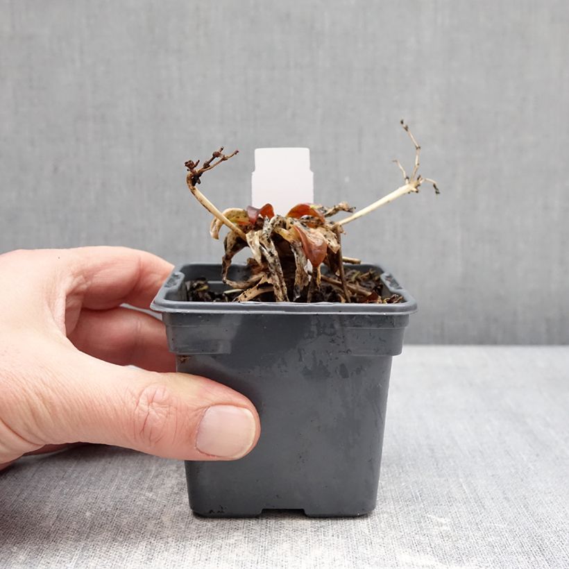 Spécimen de Lewisia Safira Tropic Pink Godet de 8/9 cm tel que livré en hiver