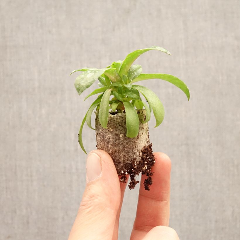 Spécimen de Lewisia Sunset Glow Mini-motte Ø 3/4 cm tel que livré au printemps