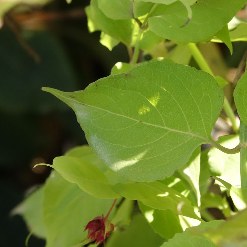 Leycesteria formosa Little Lanterns - Arbre aux faisans (Feuillage)