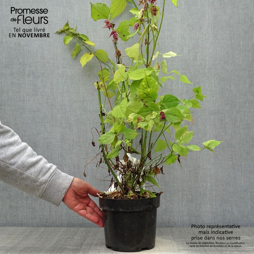 Spécimen de Leycesteria formosa Little Lanterns - Arbre aux faisans Pot de 3L/4L tel que livré en automne