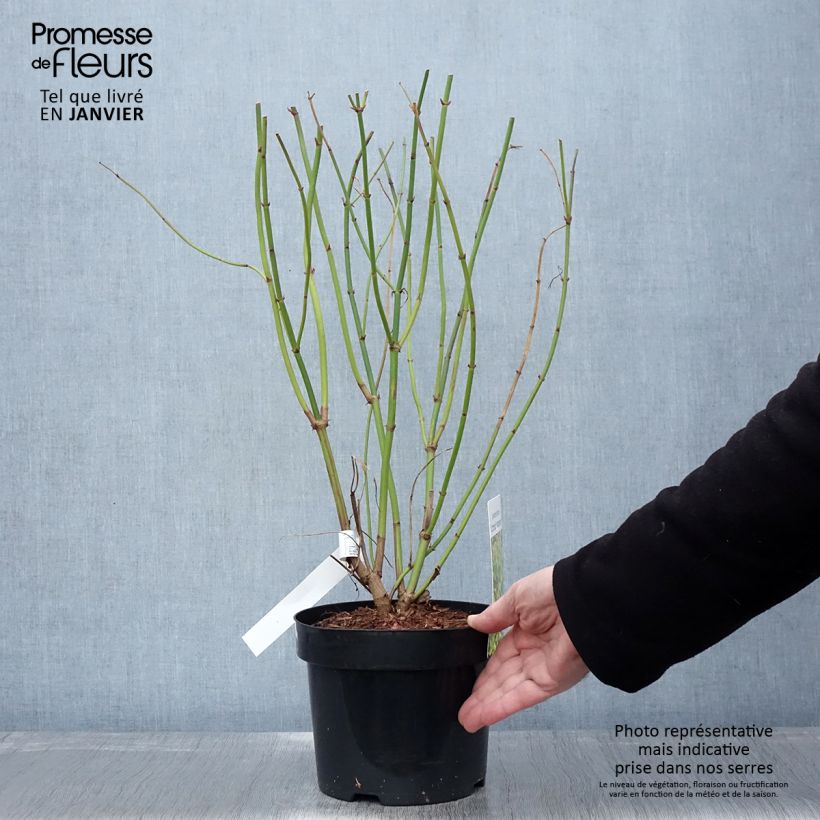 Spécimen de Leycesteria formosa Little Lanterns - Arbre aux faisans Pot de 3L/4L tel que livré en hiver