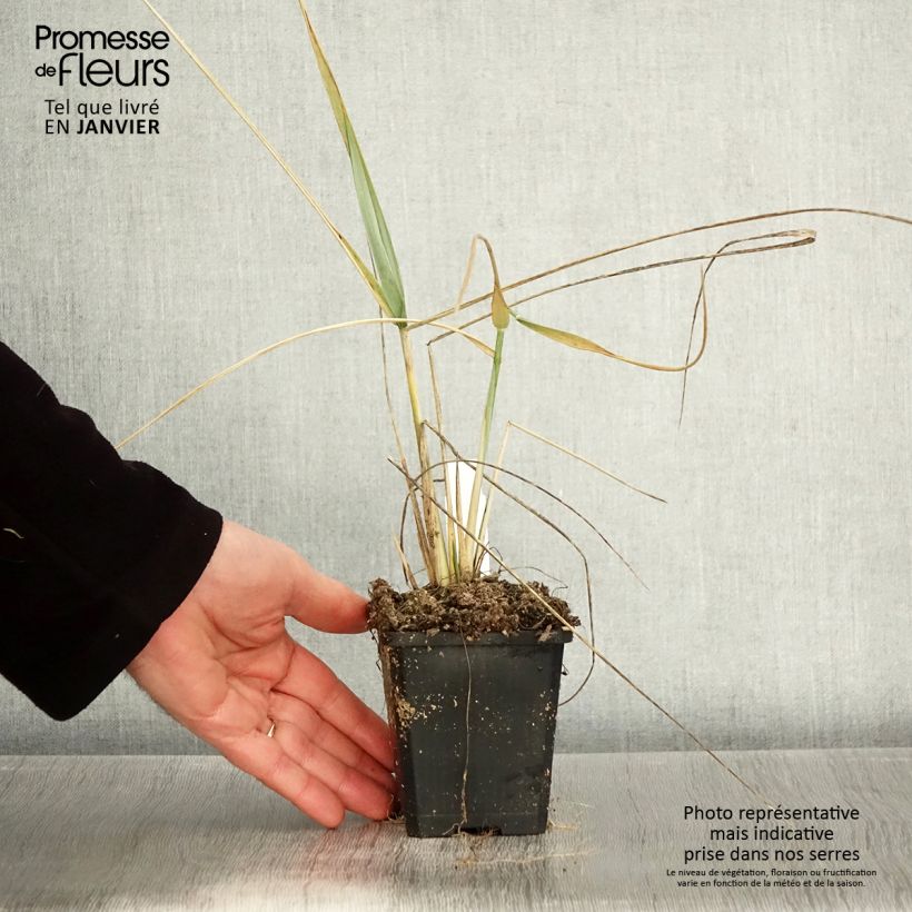 Spécimen de Leymus arenarius - Blé d'Azur Godet de 8/9 cm tel que livré en hiver