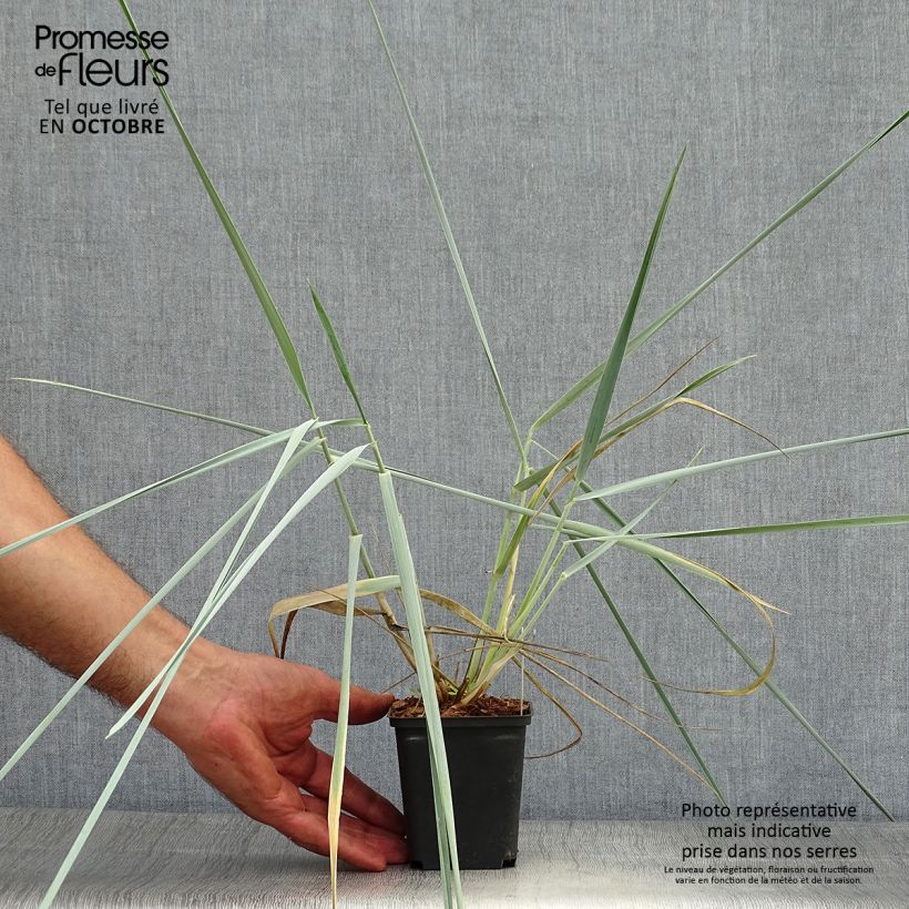 Spécimen de Leymus arenarius - Blé d'Azur Godet de 8/9 cm tel que livré en automne