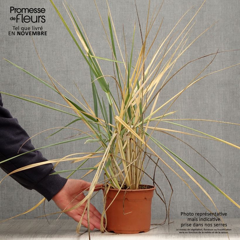 Spécimen de Leymus arenarius - Blé d'Azur Pot de 2L/3L tel que livré en automne