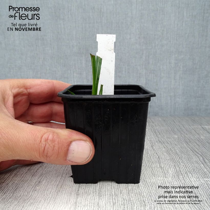 Spécimen de Liatris spicata, Liatride à épis, Plume du Kansas Godet de 8/9 cm tel que livré en automne