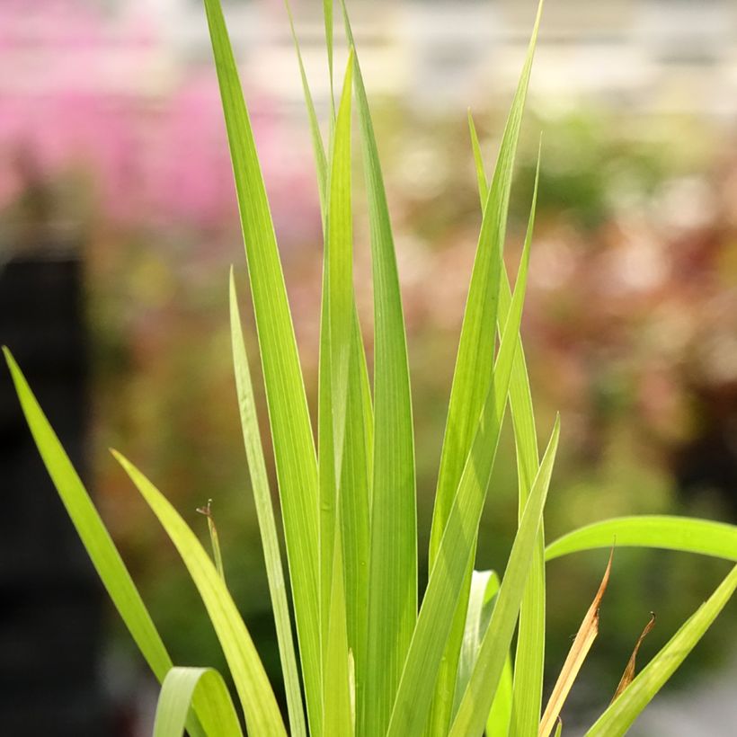 Libertia formosa - Iris du Chili (Feuillage)