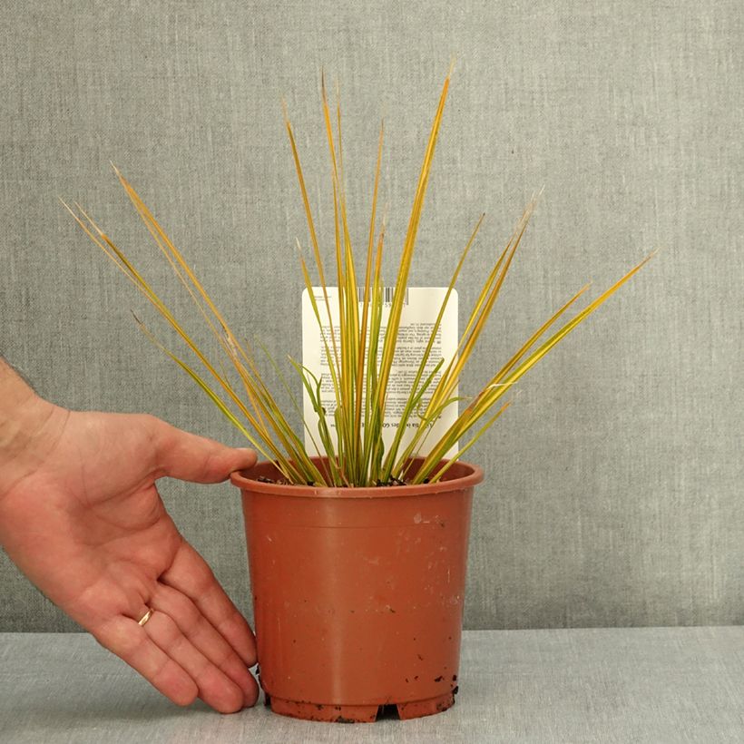 Spécimen de Libertia ixioides Goldfinger Pot de 1L/1,5L tel que livré en été