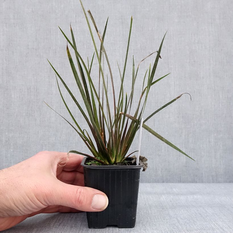 Spécimen de Libertia ixioides Taupo Sunset - Iris de Nouvelle-Zélande Godet de 8/9 cm tel que livré en hiver