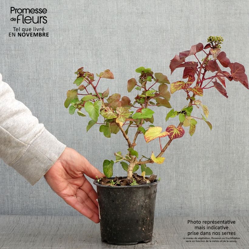Spécimen de Lierre arbustif - Hedera helix Arbori Compact Pot de 2L/3L tel que livré en automne