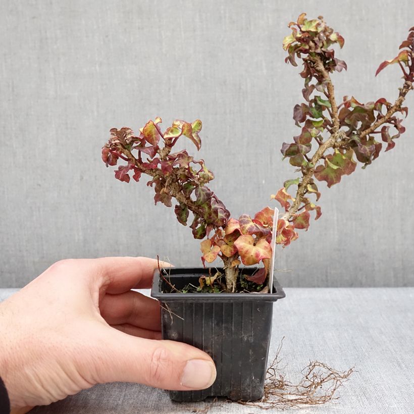 Spécimen de Lierre arbustif - Hedera helix Conglomerata Godet de 8/9 cm tel que livré en hiver