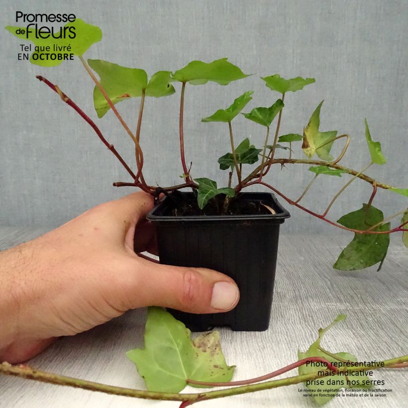Spécimen de Lierre commun - Hedera helix Godet de 8/9 cm tel que livré en automne