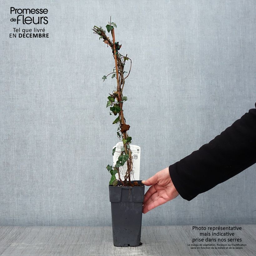 Spécimen de Lierre commun - Hedera helix Pot de 1L/1,5L tel que livré en automne