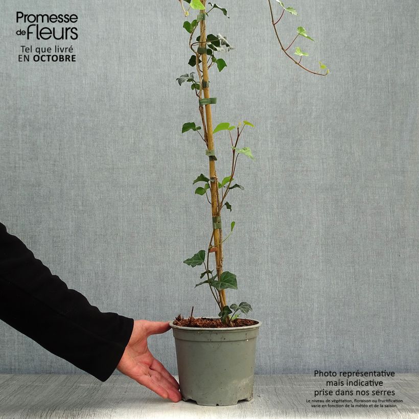 Spécimen de Lierre commun - Hedera helix Pot de 2L/3L, Plante forte de + 18 mois tel que livré en automne