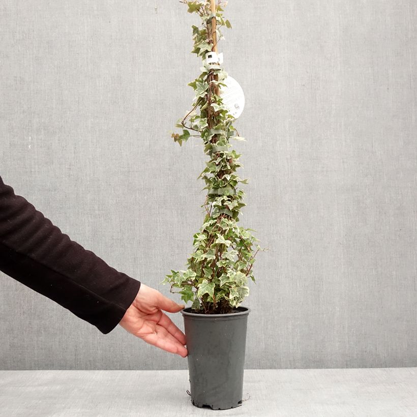 Spécimen de Lierre commun - Hedera helix Eva Pot de 2L/3L tel que livré en hiver