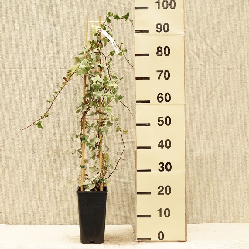 Spécimen de Lierre commun - Hedera helix Eva Pot de 2L/3L tel que livré au printemps