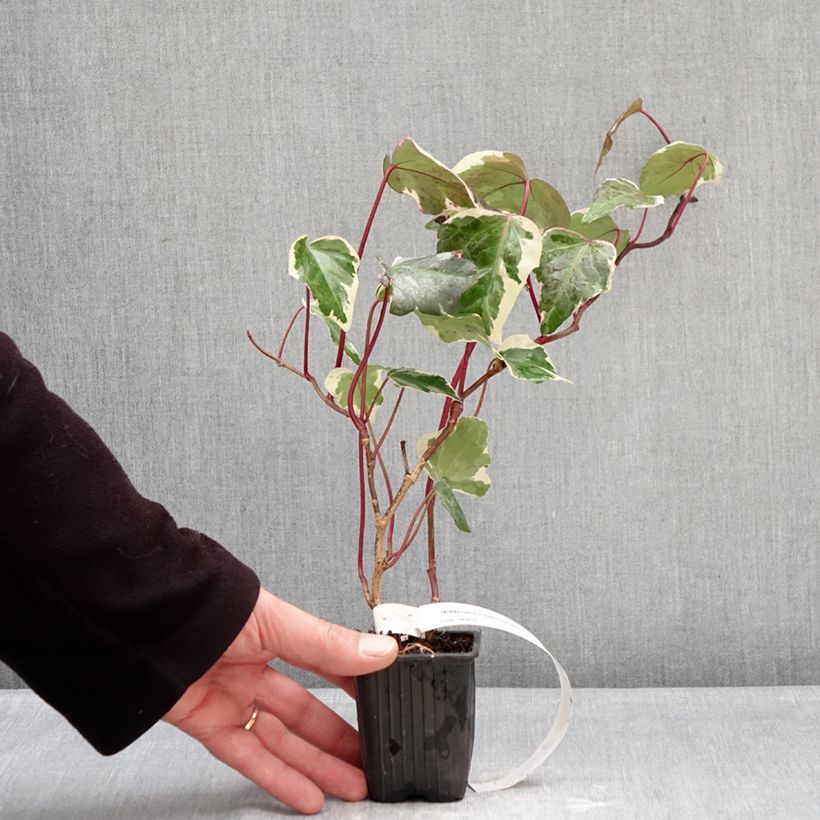 Spécimen de Lierre commun - Hedera helix Eva Godet de 8/9 cm tel que livré en hiver