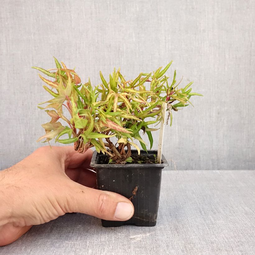 Spécimen de Lierre commun - Hedera helix Evergreen Godet de 8/9 cm tel que livré en automne