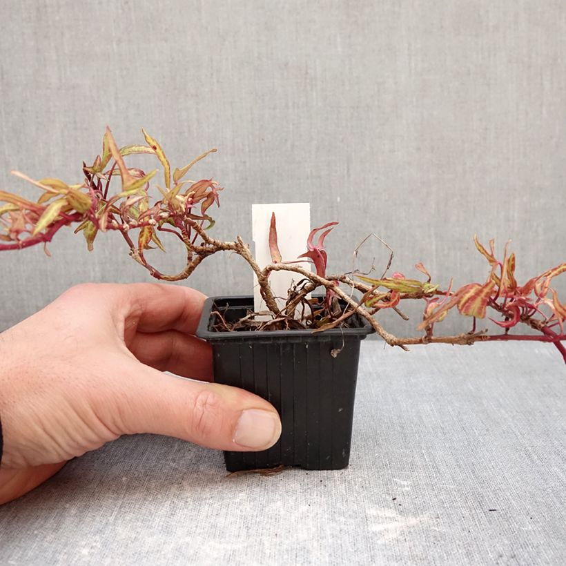 Spécimen de Lierre commun - Hedera helix Evergreen Godet de 8/9 cm tel que livré en hiver