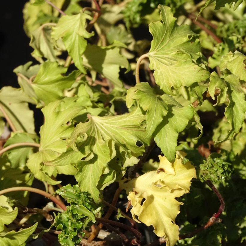 Lierre commun - Hedera helix Filigran (Feuillage)