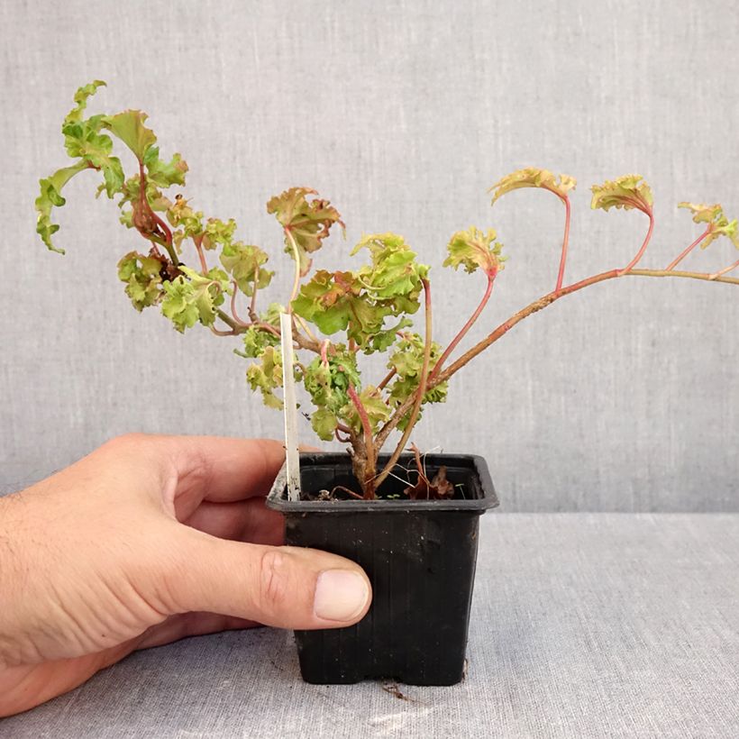 Spécimen de Lierre commun - Hedera helix Filigran Godet de 8/9 cm tel que livré en automne