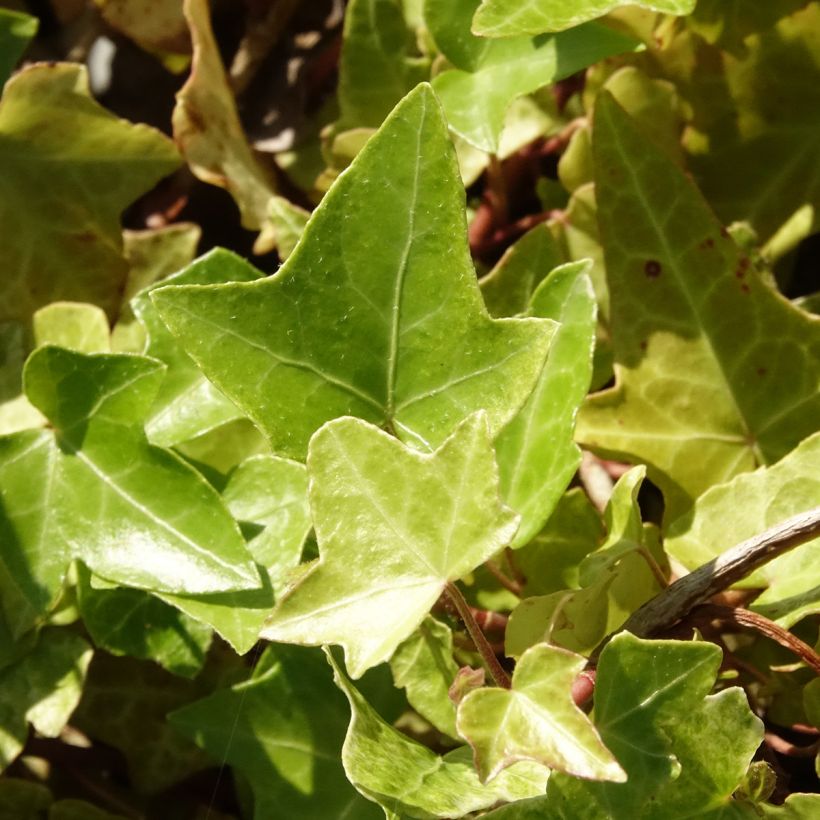 Lierre commun - Hedera helix Frosty (Feuillage)