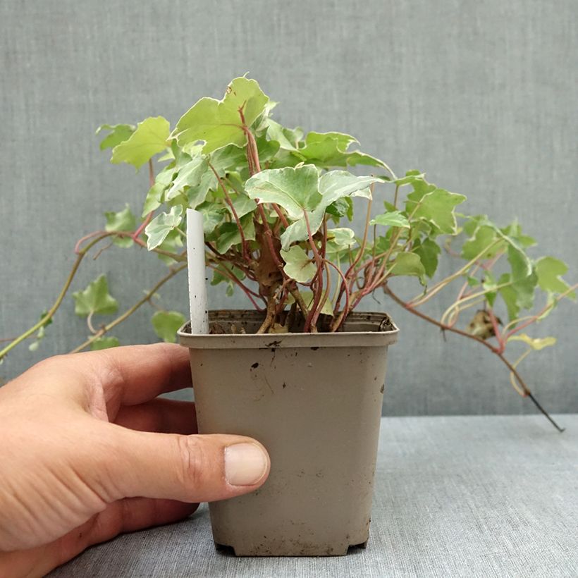 Spécimen de Lierre commun - Hedera helix Glacier Godet de 8/9 cm tel que livré en été