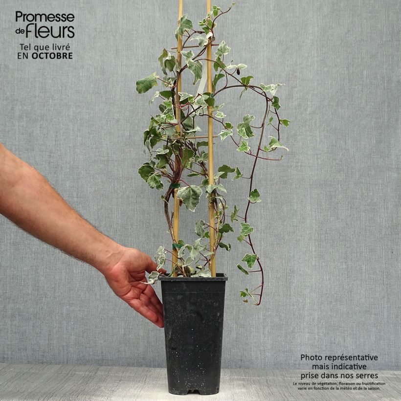 Spécimen de Lierre commun - Hedera helix Glacier Pot de 2L/3L tel que livré en automne