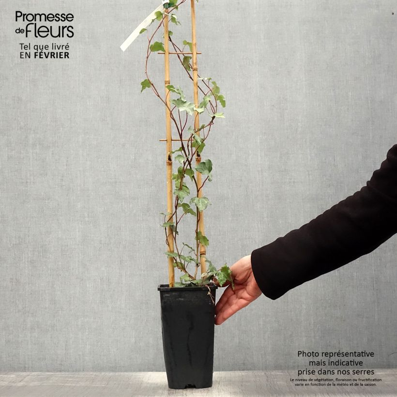 Spécimen de Lierre commun - Hedera helix Glacier Pot de 2L/3L tel que livré en hiver