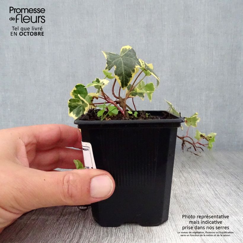 Spécimen de Lierre commun - Hedera helix Goldchild Godet de 8/9 cm tel que livré en automne