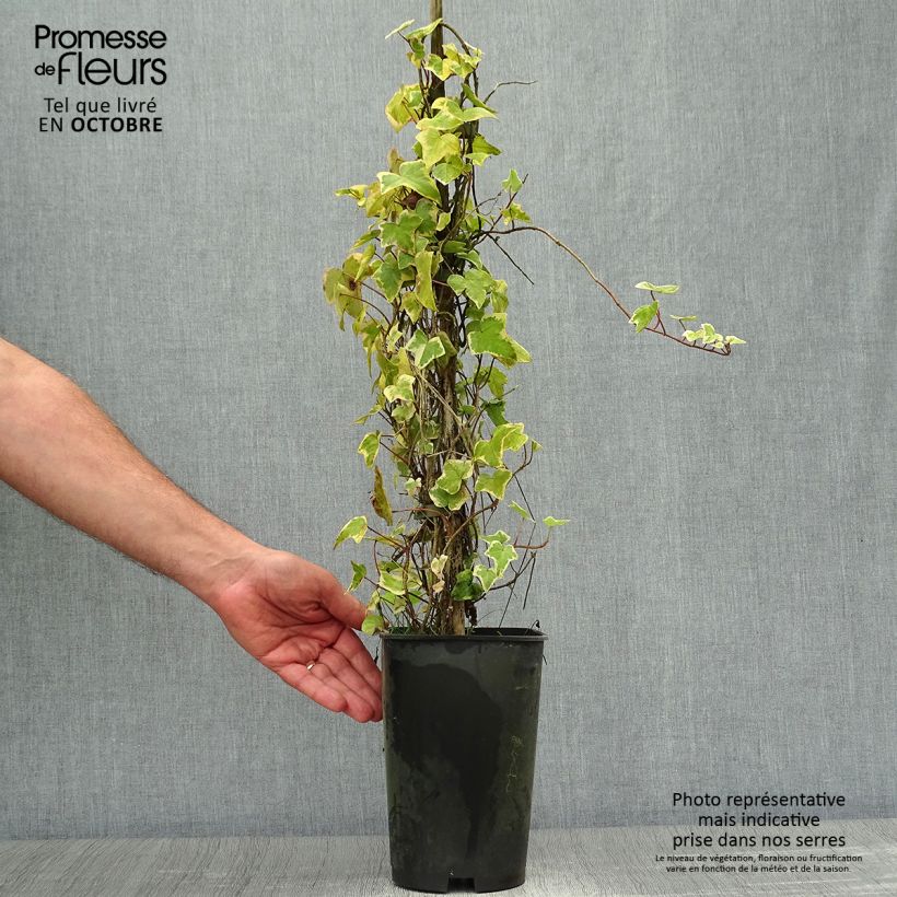 Spécimen de Lierre commun - Hedera helix Goldchild Pot de 1,5L/2L tel que livré en automne
