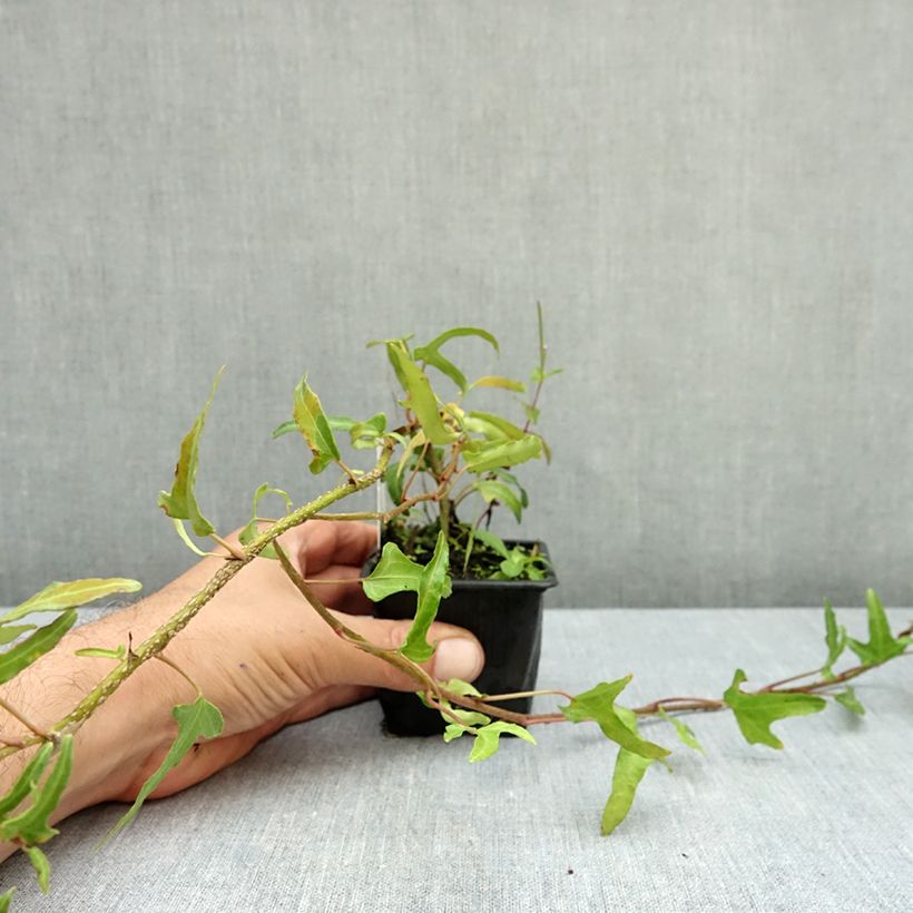 Spécimen de Lierre commun - Hedera helix Kappeln Godet de 8/9 cm tel que livré en automne