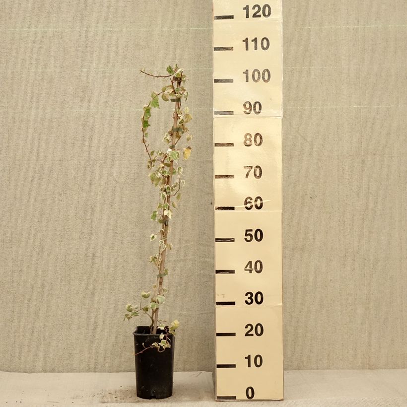 Spécimen de Lierre commun - Hedera helix Little Diamond Pot de 3L/4L tel que livré en automne