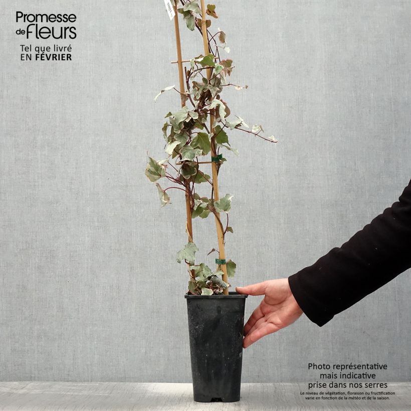 Spécimen de Lierre commun - Hedera helix Little Diamond Pot de 3L/4L tel que livré en hiver