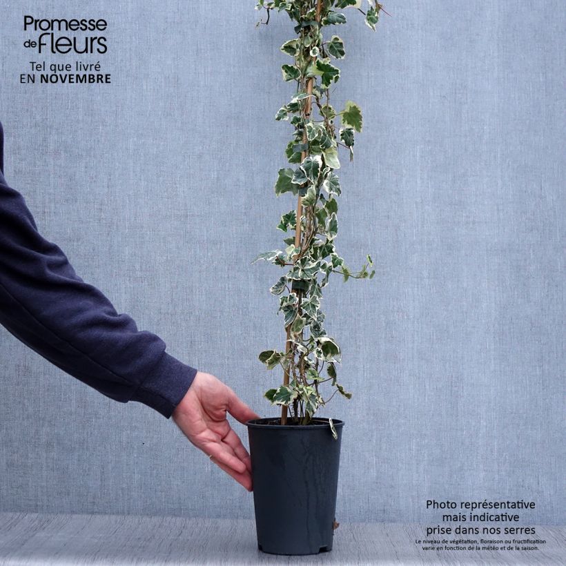 Spécimen de Lierre commun - Hedera helix Marginata Elegantissima Pot de 2L/3L tel que livré en automne
