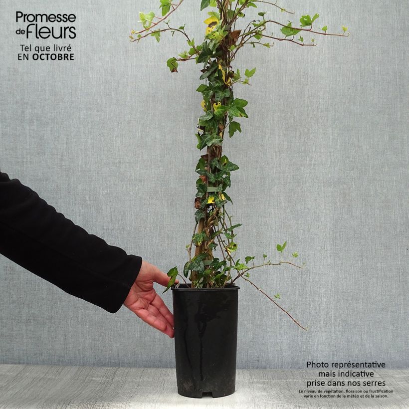 Spécimen de Lierre commun - Hedera helix Needlepoint Pot de 2L/3L tel que livré en automne