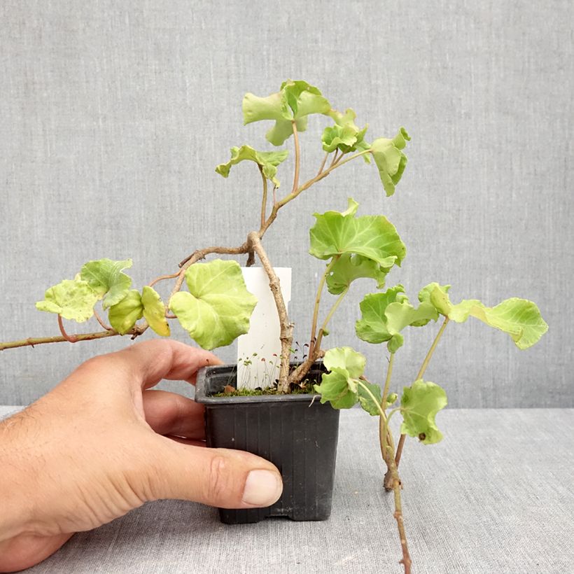 Spécimen de Lierre commun - Hedera helix Obelix Godet de 8/9 cm tel que livré en été