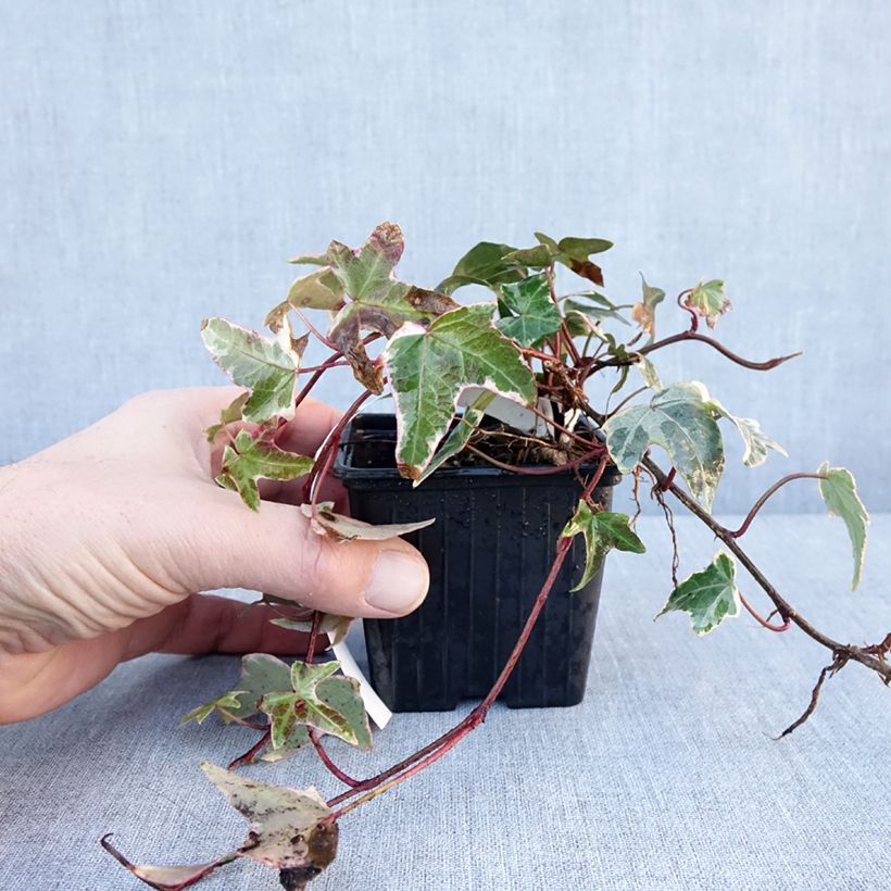Spécimen de Lierre commun - Hedera helix Sagittifolia Variegata Godet de 8/9 cm tel que livré en hiver