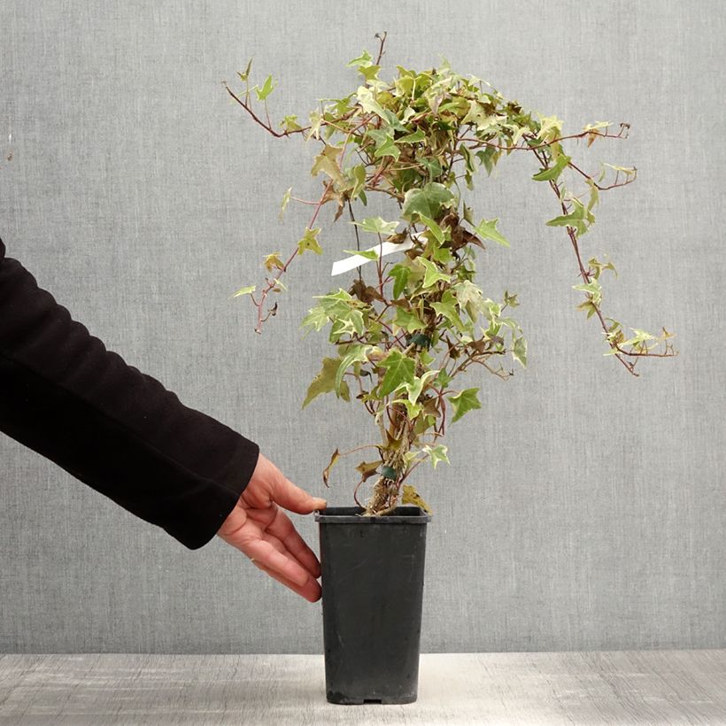 Spécimen de Lierre commun - Hedera helix Sagittifolia Variegata Pot de 1,5L/2L tel que livré au printemps