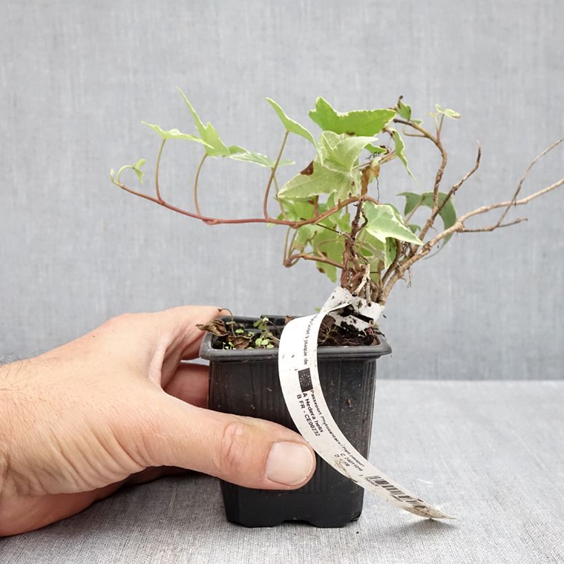 Spécimen de Lierre commun - Hedera helix Sagittifolia Variegata Godet de 8/9 cm tel que livré en automne