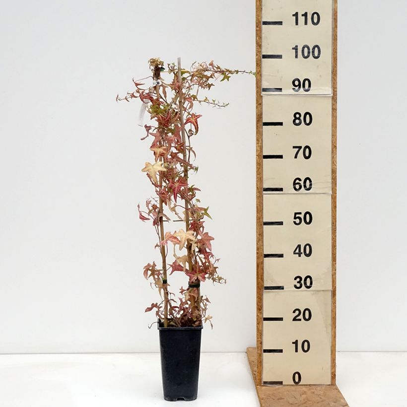 Spécimen de Lierre commun - Hedera helix Sagittifolia Variegata Pot de 1,5L/2L tel que livré en automne