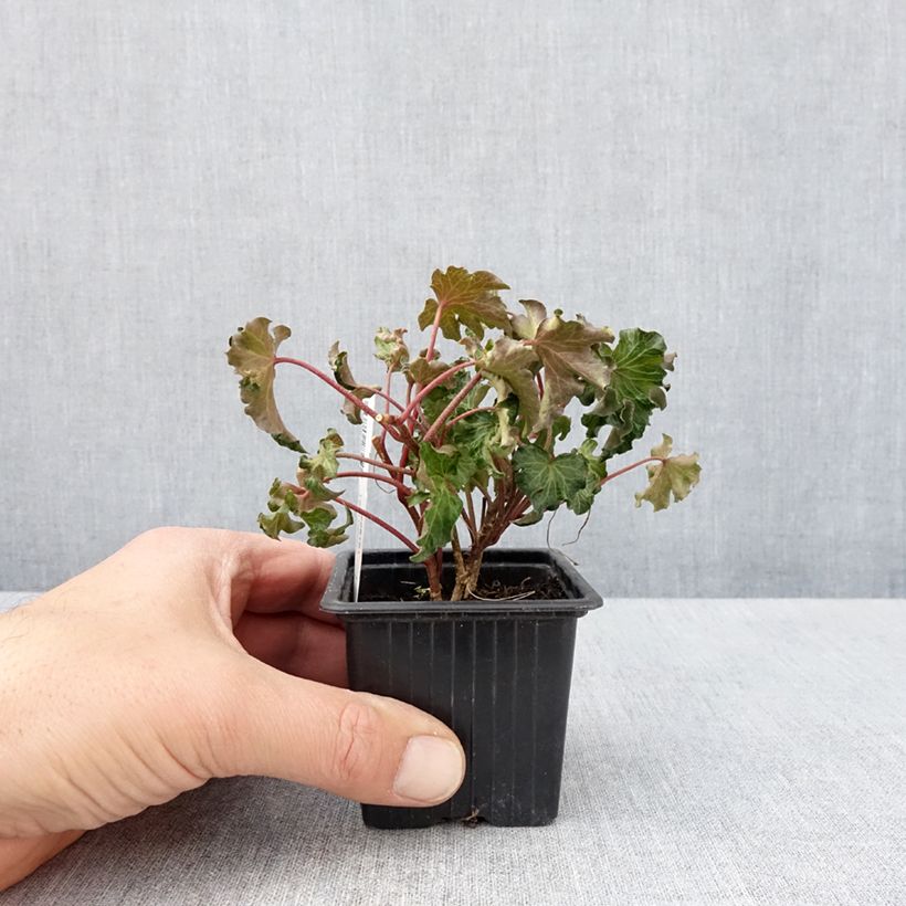 Spécimen de Lierre commun - Hedera helix Tango Godet de 8/9 cm tel que livré au printemps