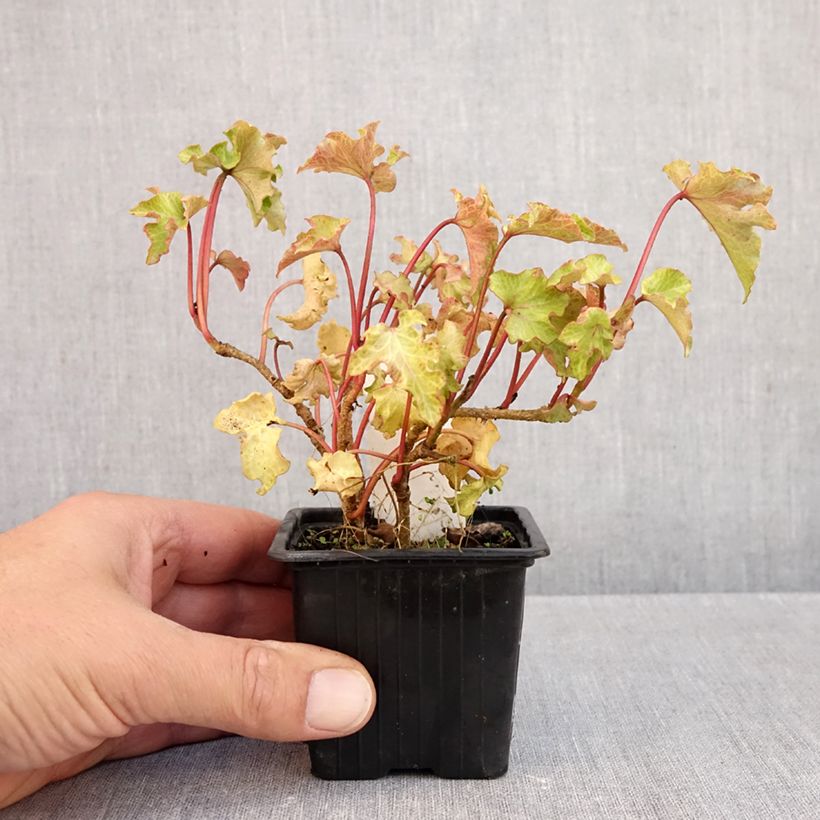 Spécimen de Lierre commun - Hedera helix Tango Godet de 8/9 cm tel que livré en automne