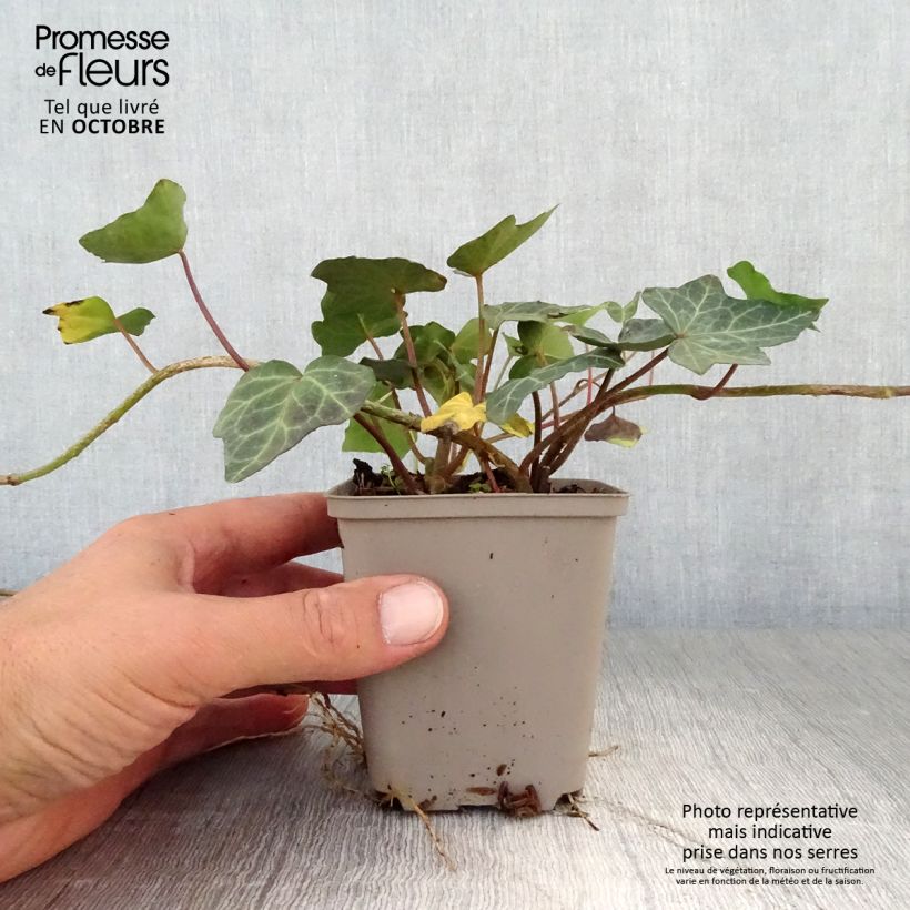 Spécimen de Lierre commun - Hedera helix Woerner Godet de 8/9 cm tel que livré en automne